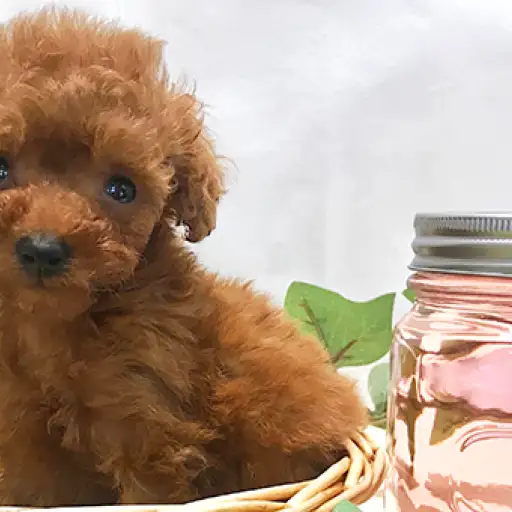 トイ・プードル