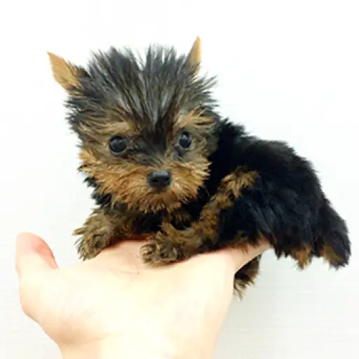 ヨークシャーテリア