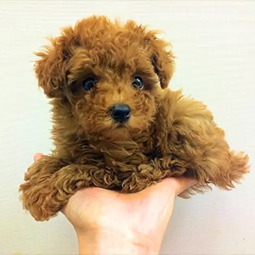 トイ・プードル