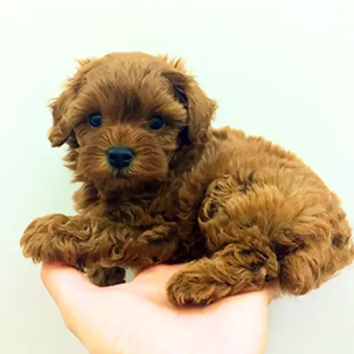 トイ・プードル