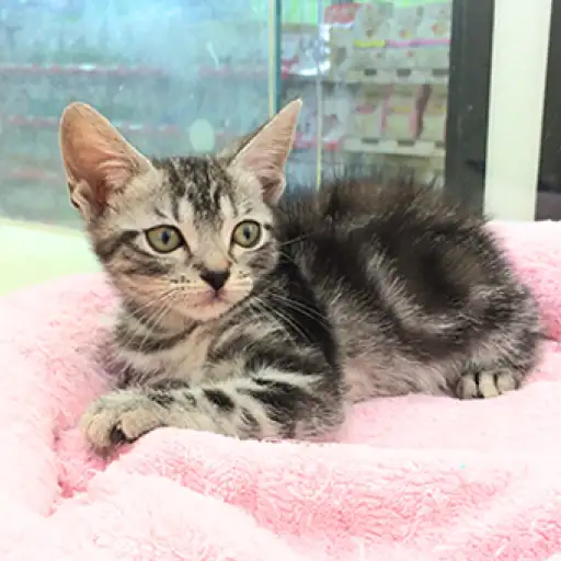 アメリカンショートヘア