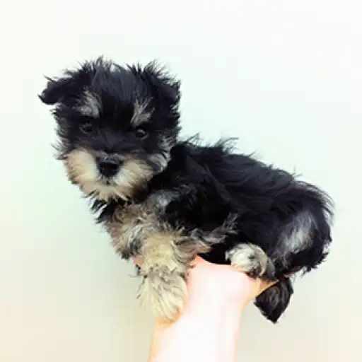 ミニチュア・シュナウザー