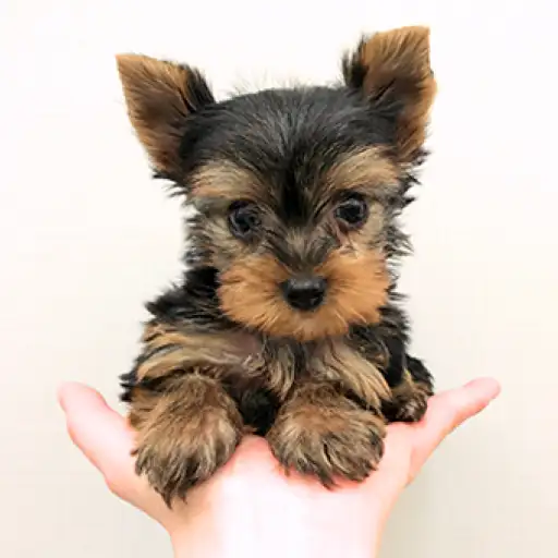 ヨークシャーテリア