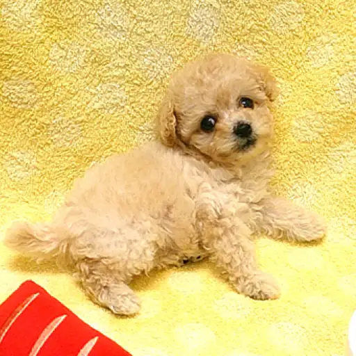 トイ・プードル
