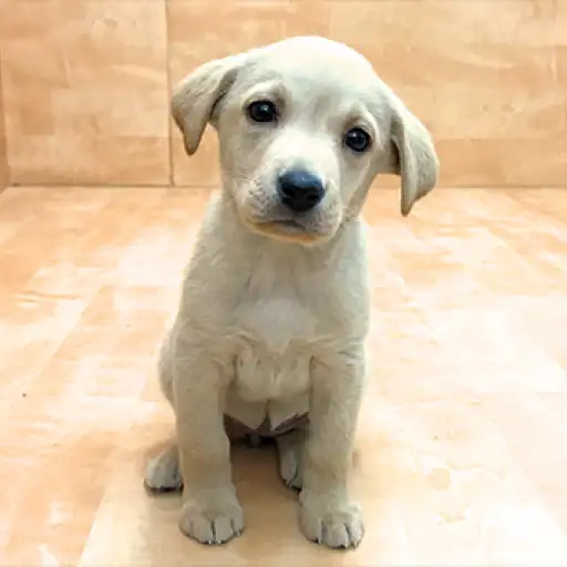 ラブラドールレトリバー