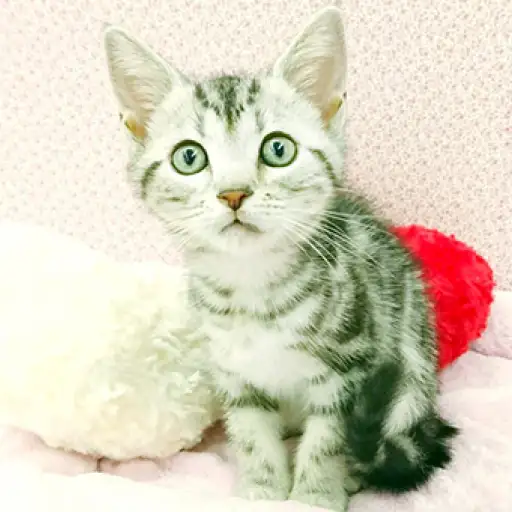 アメリカンショートヘア