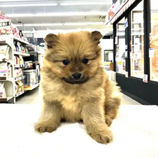 ポメラニアン