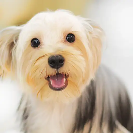 ヨークシャーテリア