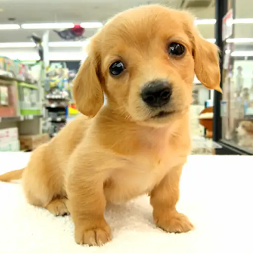 カニンヘン・ダックスフント