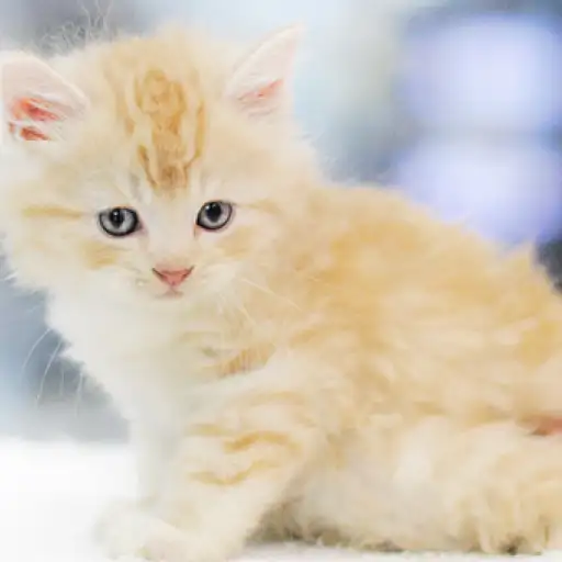 スコティッシュフォールド