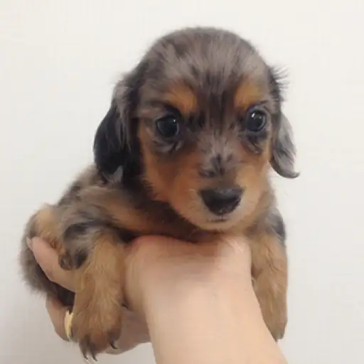 ミニチュア・ダックスフント