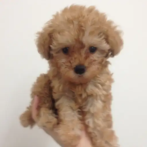 トイ・プードル