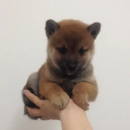柴犬