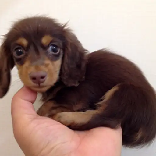 カニンヘン・ダックスフント