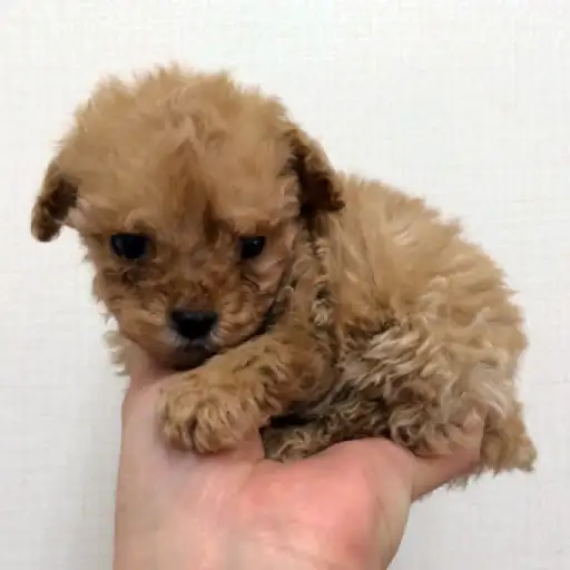 トイ・プードル