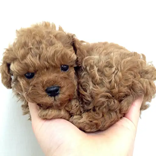 トイ・プードル