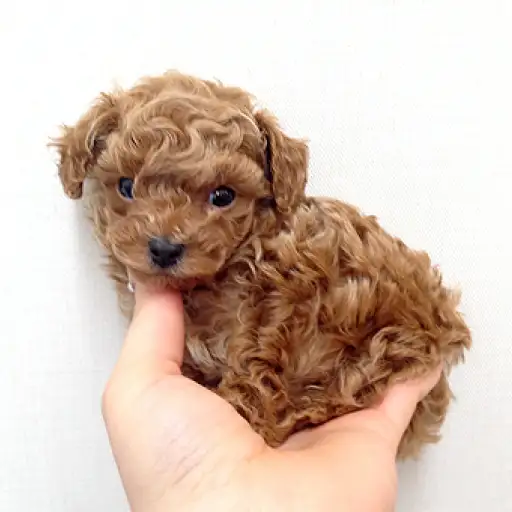 トイ・プードル