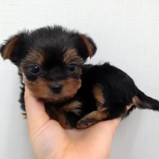 ヨークシャーテリア