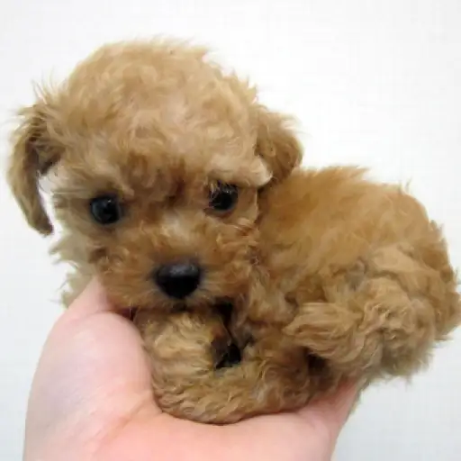 トイ・プードル