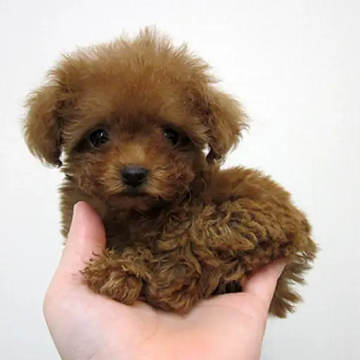 トイ・プードル