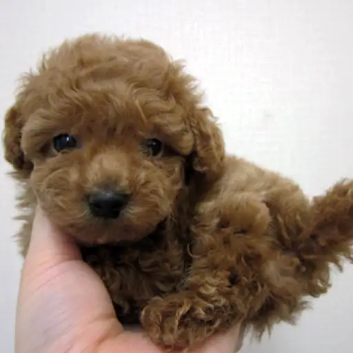 トイ・プードル