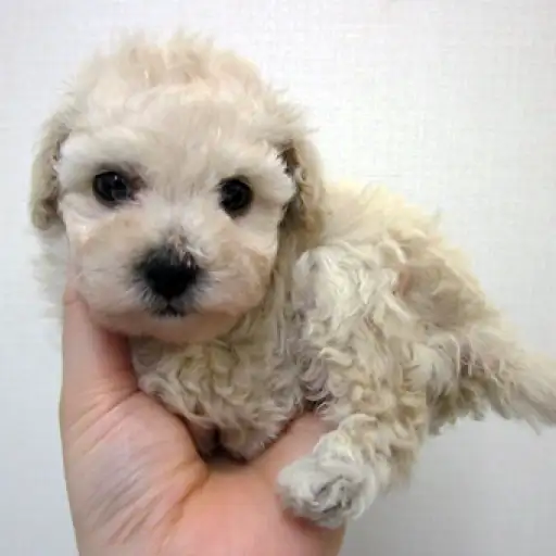トイ・プードル