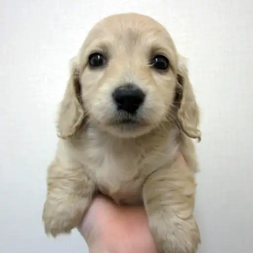 カニンヘン・ダックスフント