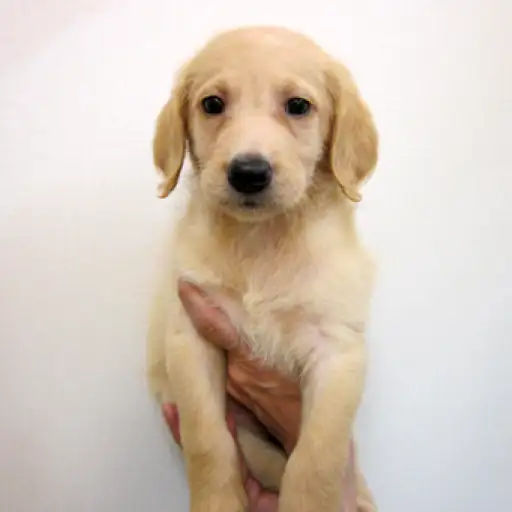 MIX（ラブラドール×プードル）