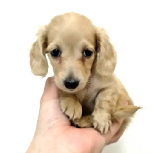 ミニチュア・ダックスフント