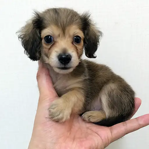 ミニチュア・ダックスフント