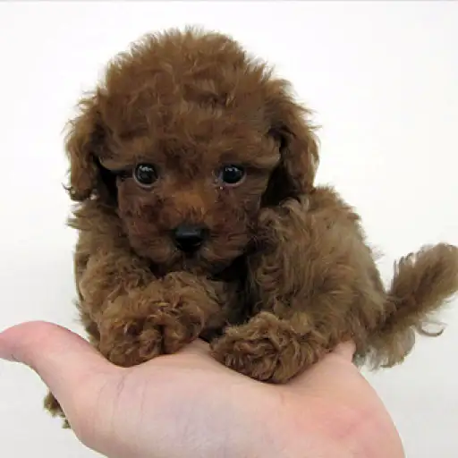 トイ・プードル