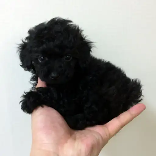 トイ・プードル