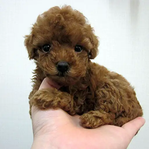 トイ・プードル