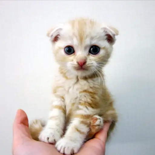 スコティッシュフォールド