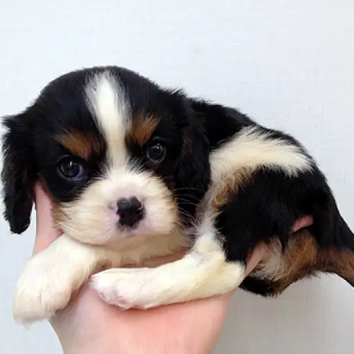 キャバリア・キングチャールズ・スパニエル