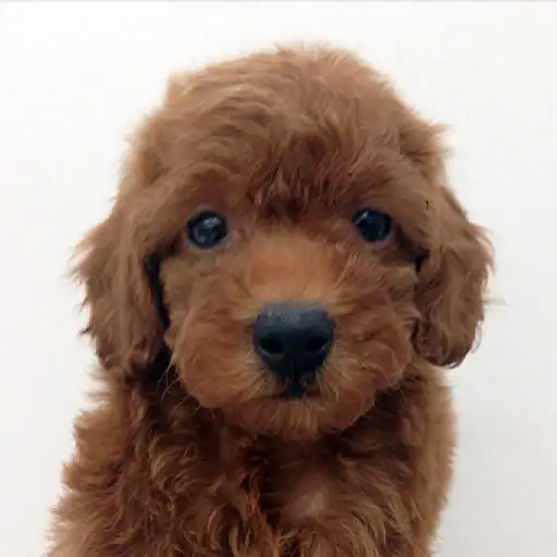 トイ・プードル