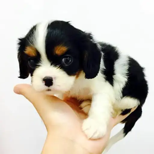 キャバリア・キングチャールズ・スパニエル