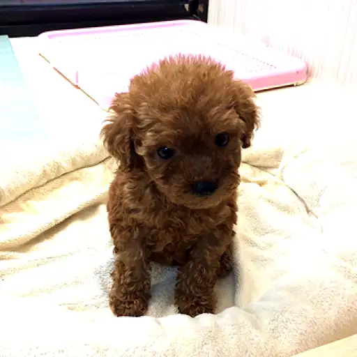 トイ・プードル