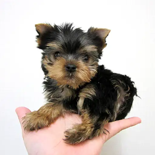 ヨークシャーテリア