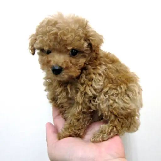 トイ・プードル