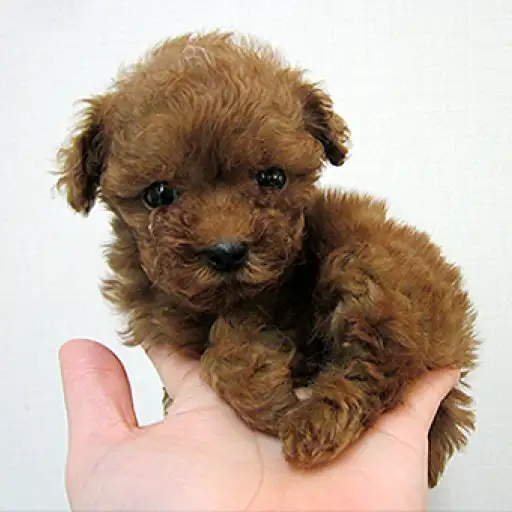 トイ・プードル