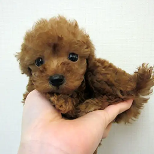 トイ・プードル