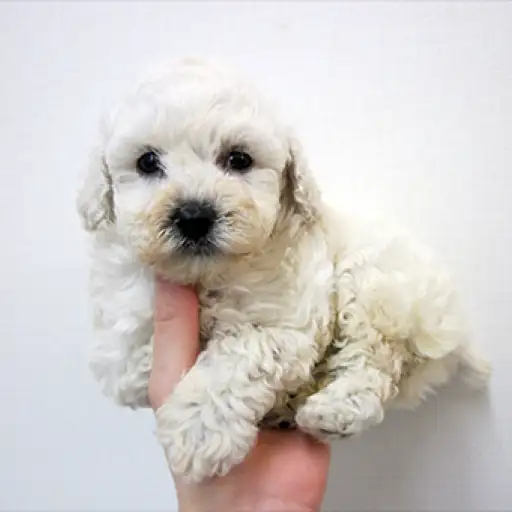 トイ・プードル