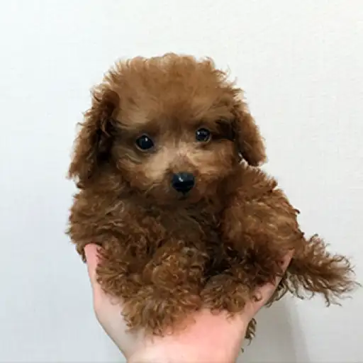 トイ・プードル