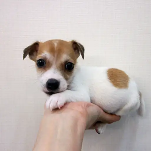 ジャックラッセルテリア