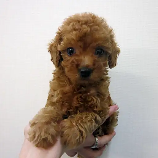 トイ・プードル