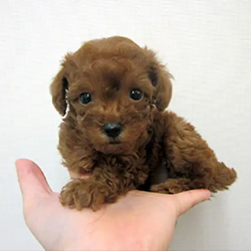 トイ・プードル