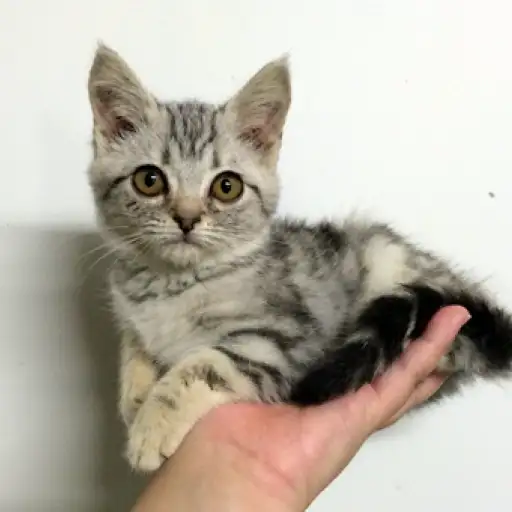 アメリカンショートヘア