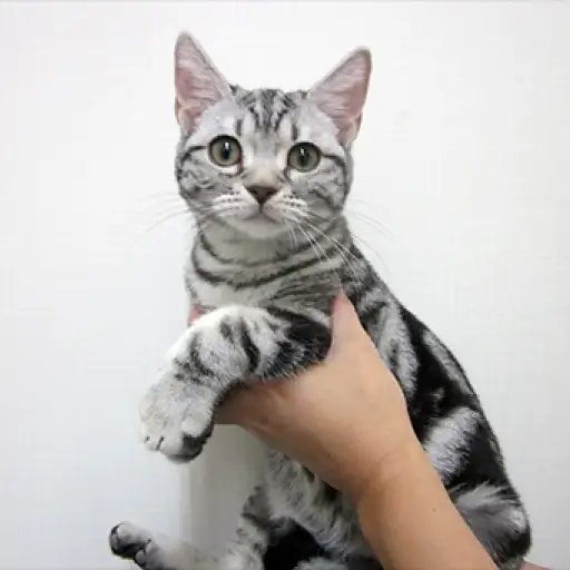 アメリカンショートヘア