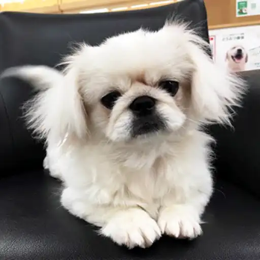 ペキニーズ